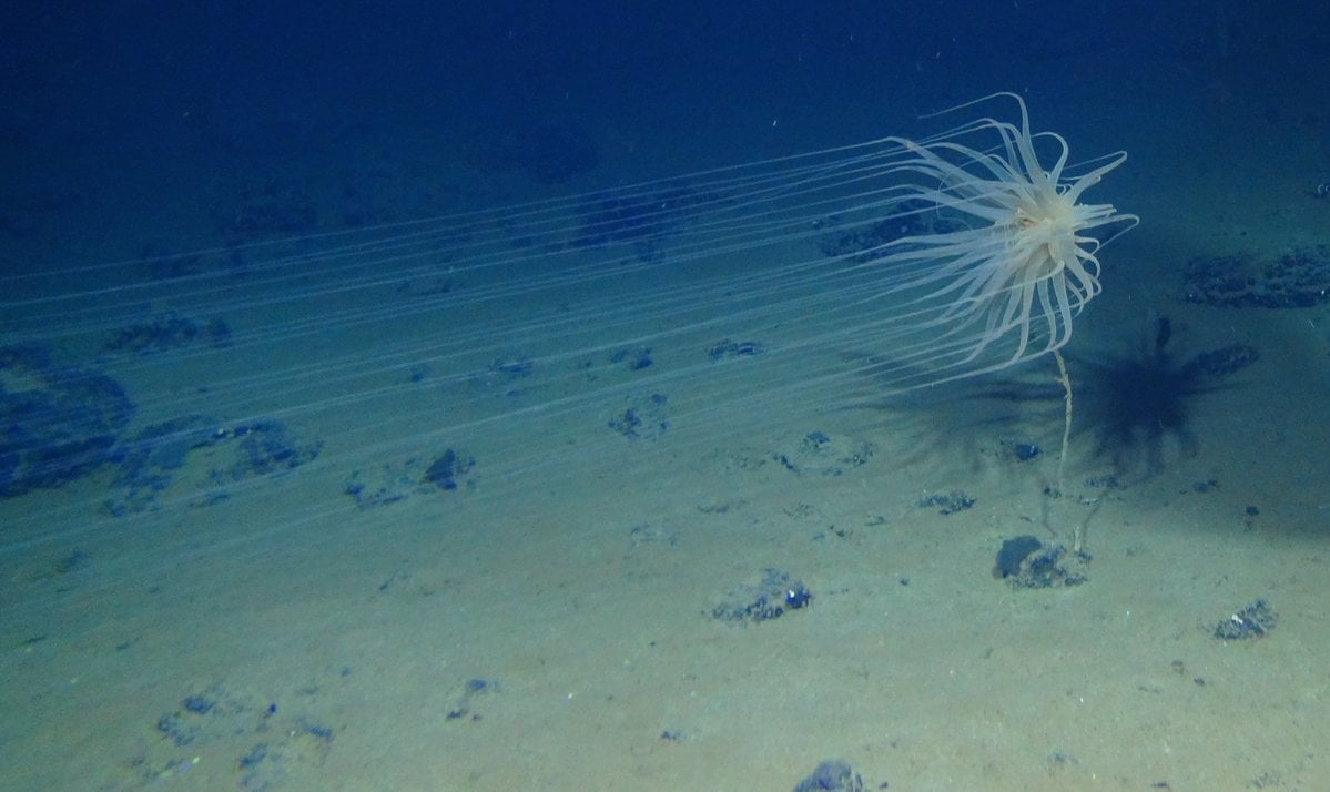 DISCOVERY OF VIBRANT DEEPSEA LIFE PROMPTS NEW WORRIES